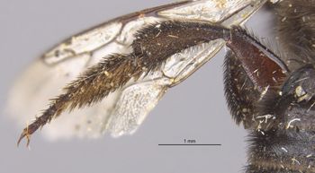 Media type: image;   Entomology 15718 Aspect: Leg hind